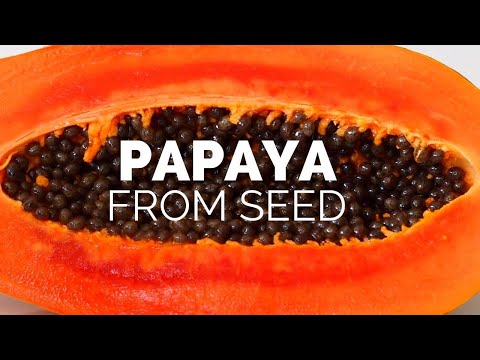 Видео: Лучший способ вырастить папайю из семян дома | Лучший метод проращивания семян папайи