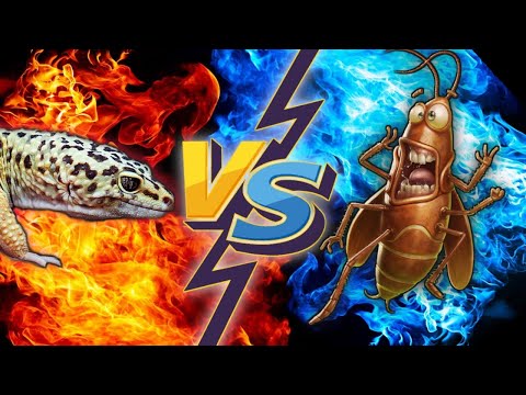 Видео: РЕАКЦИЯ ЭУБЛЕФАРОВ НА 1000 СВЕРЧКОВ