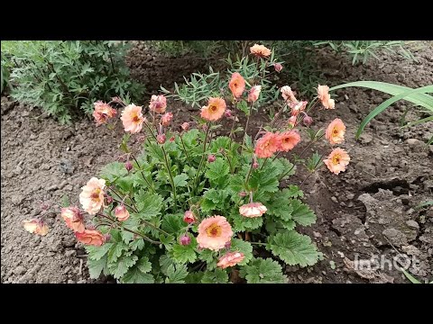 Видео: Цветник без травы... Гравилат...флокс шиловидный....🌱☘️