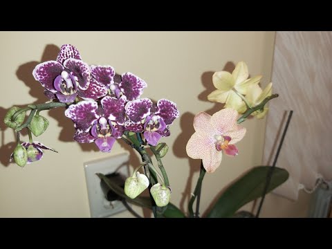 Видео: Интересная ПЕРЕСАДКА в новых условиях, чудо Живой мох, Орхидеи продолжают приезжать