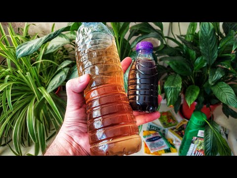 Видео: Хона гуллари учун табиий озуқа. ЖУДА АРЗОН, ТАБИИЙ, САМАРАЛИ ОЗУҚА.