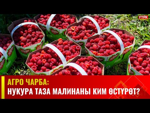 Видео: Агро Чарба: Нукура таза малинаны ким өстүрөт?