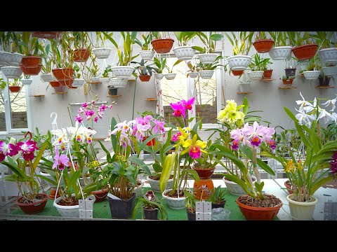 Видео: Декабрь 2023. Cattleya Trimos , Rhynvandopsis Dixie Delight , Cattleya Massiliensis , Coel usitana