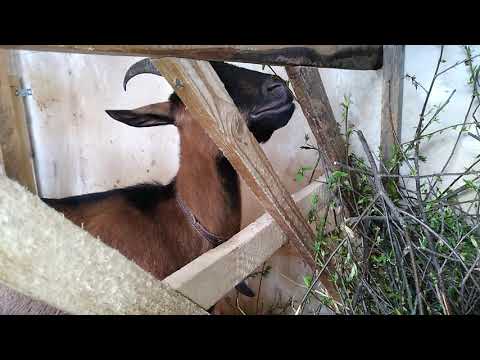 Видео: Мало молока у козы. Что делать?