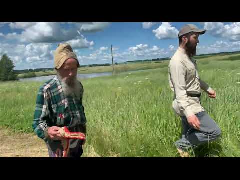 Видео: Подвязали штаны, чтобы не колоть ноги свежим покосом. Потеряевка 2024