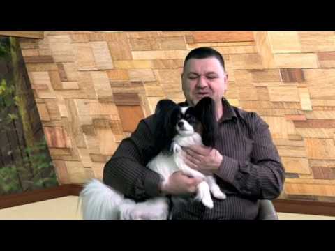 Видео: За кинологията с д-р Кънев: Порода Папийон – дворцовото куче компаньон - 1-ва част...
