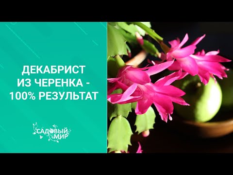 Видео: Декабрист из черенка - 100% результат. Как заставить Рождественник цвести два раза за зиму.