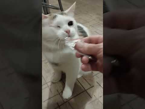 Видео: До чего довела "кошачья мята"???😲😂💕💕💕