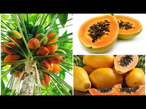 Видео: 🥭🍊ПАПАЙЯ... Выращиваем в домашних условиях. Уход,  полив, подкормка, состав грунта и  пересадка🍊🥭