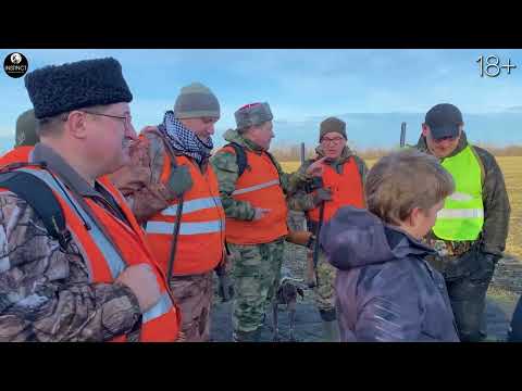 Видео: Охота на шакала, зайца и фазана на Кубани. Ветераны в деле. Внуки помогают