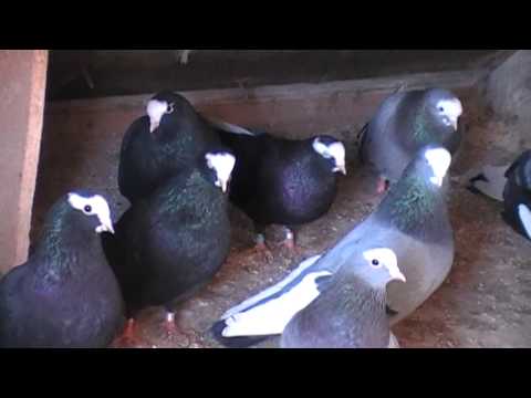 Видео: В гостях у Друга