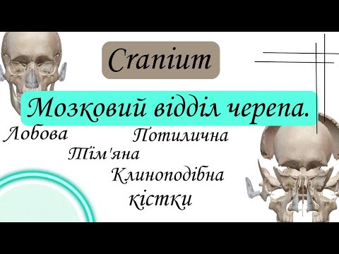 Видео: Мозковий відділ черепа.  Cranium. Лобова, потилична, тім'яна, клиноподібна кістки.