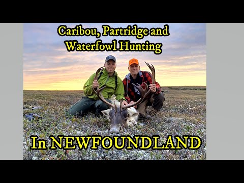 Видео: Трофейная охота на карибу, куропаток и водоплавающую дичь в Ньюфаундленде