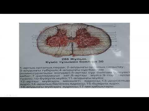 Видео: Жүйке жүйесі