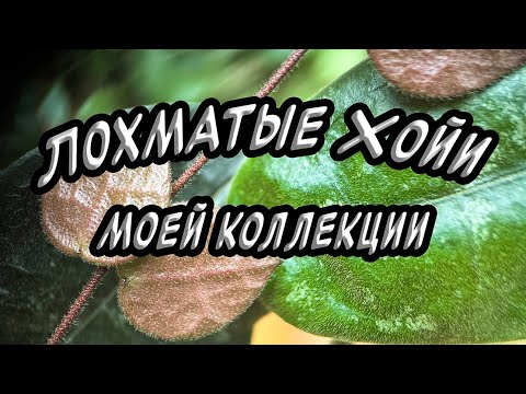 Видео: Лохматые хойи моей коллекции ￼