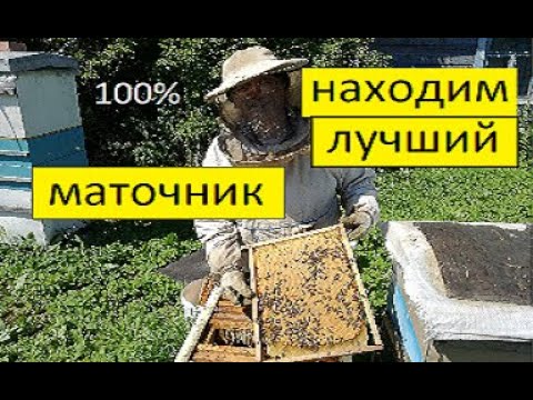 Видео: Как определить лучший маточник из 20.  100%