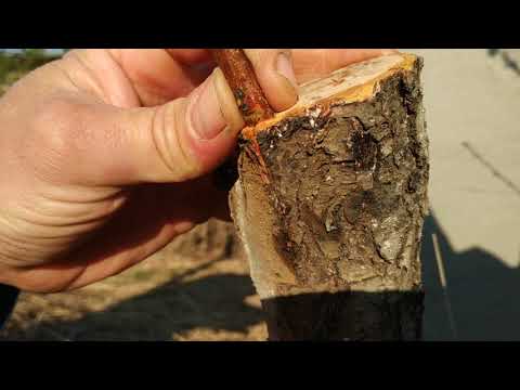 Видео: Прививка на цветущий персик.