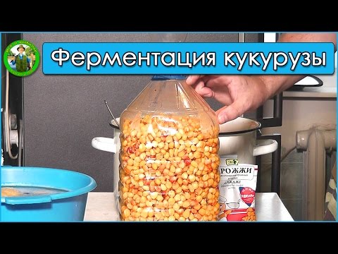 Видео: Ферментированная кукуруза для карпа