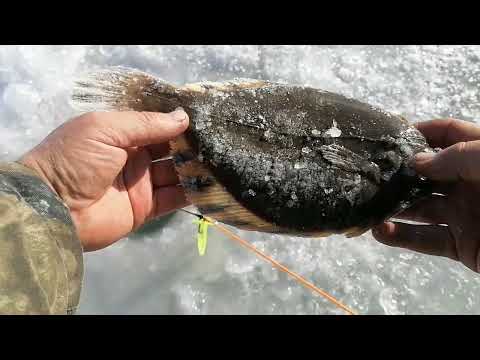 Видео: ТАВРИЧАНКА КАМБАЛА ТАЩИТ УДОЧКУ