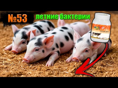 Видео: №53 Запускаем летние бактерии для глубокой подстилке‼️