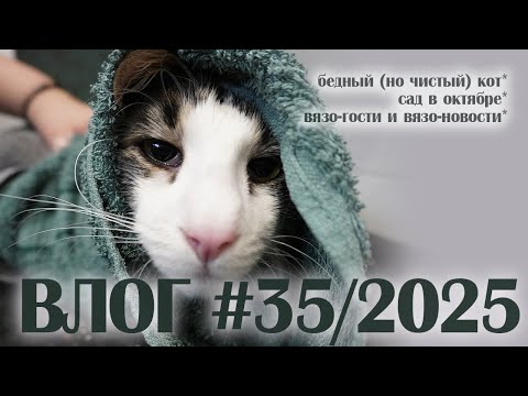 Видео: РАЗНО-ВЛОГ #35/2025: свадебная открытка, лабрадоры, сад в октябре, Юля из Нарвы в Риге, помыли кота