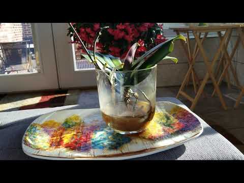 Видео: Водная культура или мох для этого фаленопсиса? Орхидея решает! Плюс, вопросы о воздушных корнях.