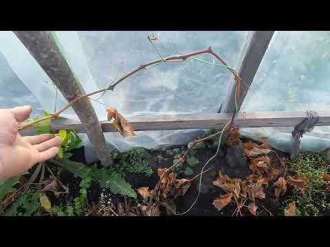 Видео: Посадка саженцев винограда под зиму в Подмосковье.