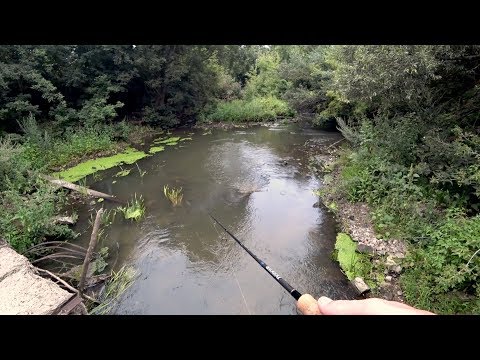 Видео: В ЭТОЙ МАЛЕНЬКОЙ РЕЧКЕ КЛЮЮТ КИЛОГРАММОВЫЕ РЫБИНЫ. Рыбалка на спиннинг.