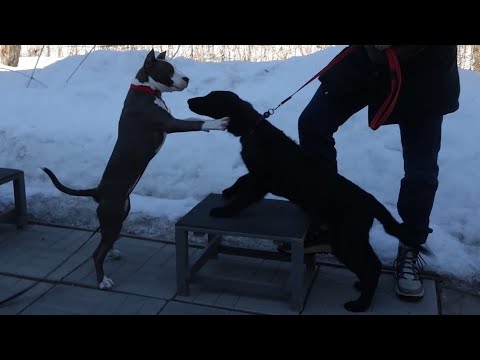 Видео: Догтренинг 588. Урок в группе щенков: мячи, колечки, туннели. Работа на результат