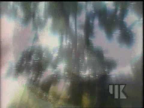 Видео: "Кошкин дом"