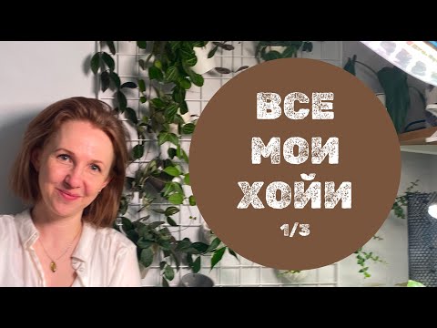 Видео: Все мои хойи. Обзор-подсчёт. Часть 1