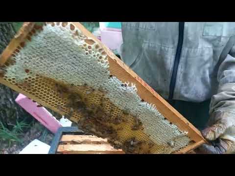 Видео: Сбор липового мёда. 7 июля 2025 года.