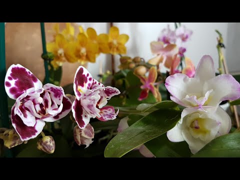 Видео: 65. Обзор орхидеи в ПИЩЕВЫХ ЛОТКАХ! Цветёт Дендробиум Нобиле! Фаленопсис в стекле без коры/грунта