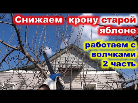 Видео: СНИЖЕНИЕ КРОНЫ старой ЯБЛОНИ 2 часть. Разбираемся с волчками.