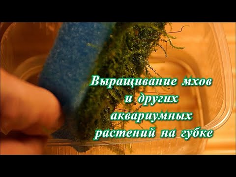 Видео: Выращивание мхов и других аквариумных растений на губке в тепличке.