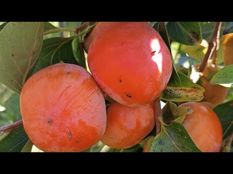 Видео: Сіянець Говерли #1