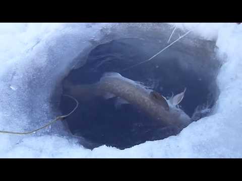 Видео: Радует тропа налима! Проверка перемета.