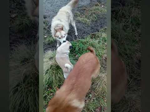 Видео:   Все как всегда . 🤔