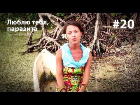 Видео: Люблю тебя, паразита! Шистосомы и удильщики // Все как у зверей #20
