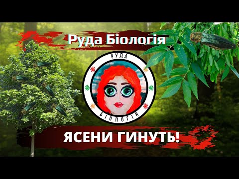 Видео: Ясени гинуть! (Руда Біологія)