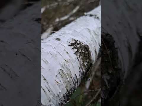 Видео: 28 жовтня 2025 р.