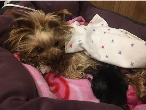 Видео: И снова кесарево/// мини йоркширский терьер