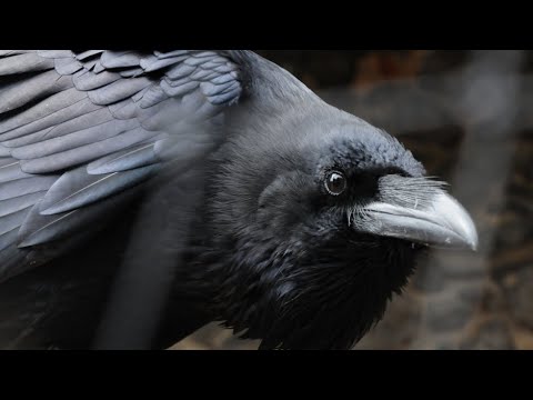 Видео: Айылды титиреткен Гриша бугун айылда айландык