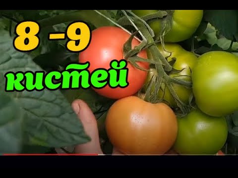 Видео: Розовый томат Кибо ДО 8-9 КИСТЕЙ!!Сколько кистей собрали,и чем подкармливали!