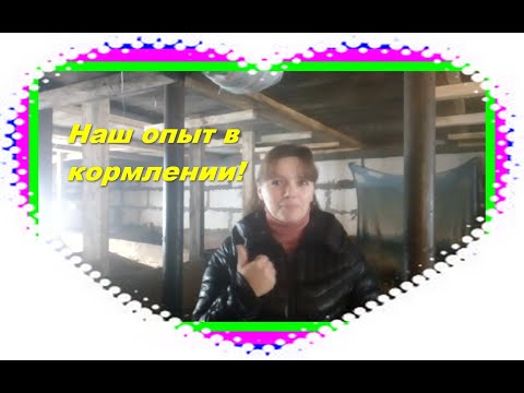 Видео: Каким кормом выгоднее кормить поросят, сухим или жидким! Наш опыт кормления поросят!