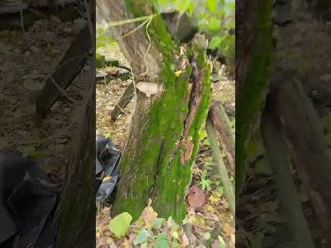 Видео: Хата в хащах