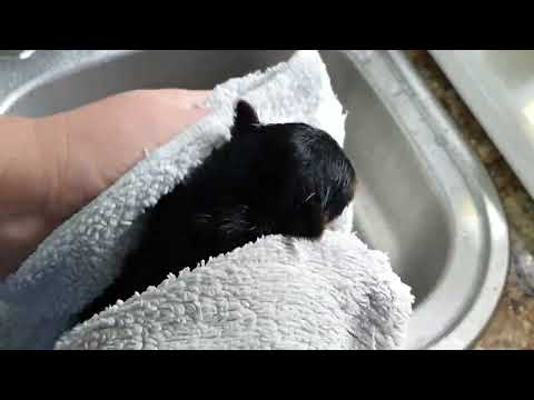 Видео: 10.09 трансляция в 19.00, купание щенков йорка