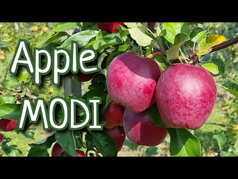 Видео: Яблоня Моди / Apple Modi