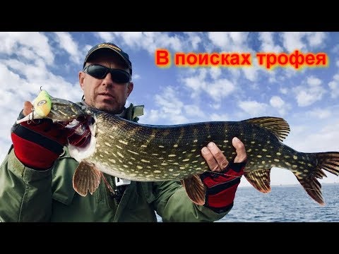 Видео: Сорокошичи. За щукой. В поисках трофея