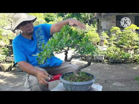 Видео: 🌳 Моя жизнь с бонсай на Филиппинах | Сегодня работаю над ещё одним бонсай
